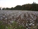 Alabama Cotton Fields